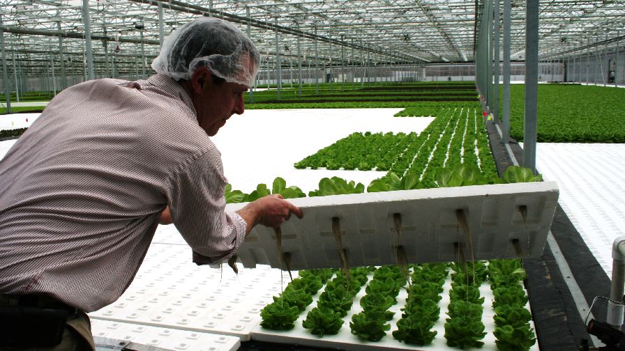 Hydroponic Organic Produce: Year One