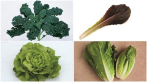 11 Leafy Green Vegetable Varieties to Add to Your Crop Mix [Slideshow]