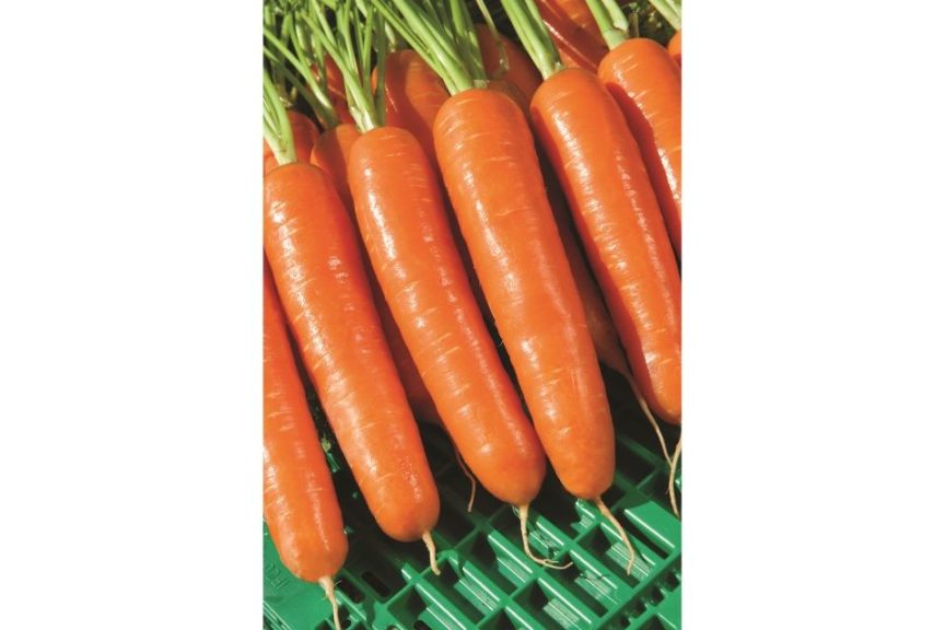 Musico from Vilmorin and Rupp Seeds