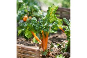 Oriole from Seeds by Design