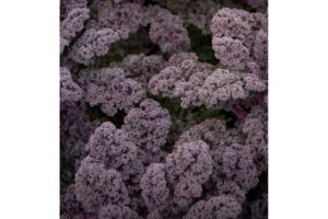 Redbor from Bejo Seeds and Stokes Seeds