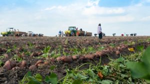 Sweet Potatoes and Spinach Lead List of Most Acreage Increases [2017 Census of Agriculture]
