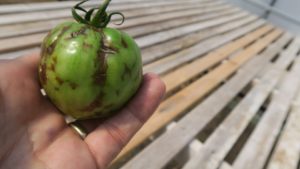 Scientists Continue To Dig in Against Troublesome Tomato Virus