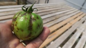 How To Stay Ahead of Tomato Spotted Wilt Virus