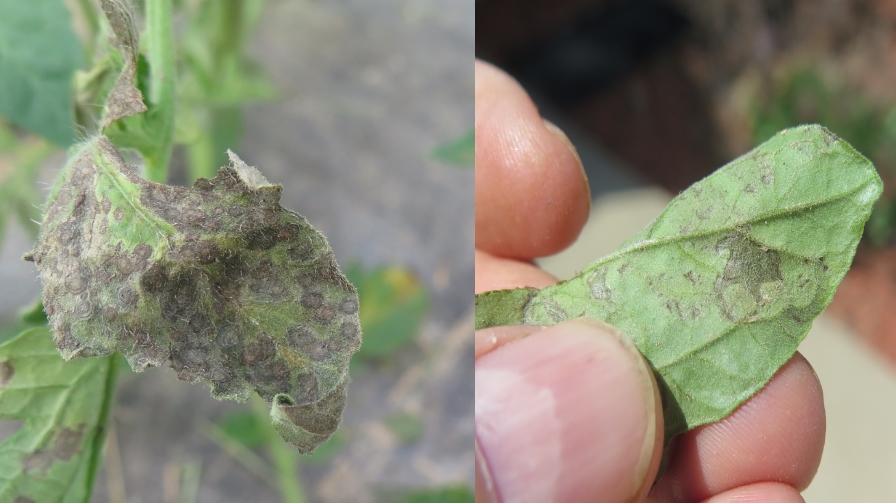 Refresher Course on How To Stay on Top of Diseases in Greenhouse Tomatoes