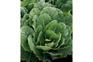 Top Bunch from Sakata Seed America