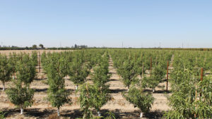 Botanical Fungicide Now Listed in Recently Added FRAC Group