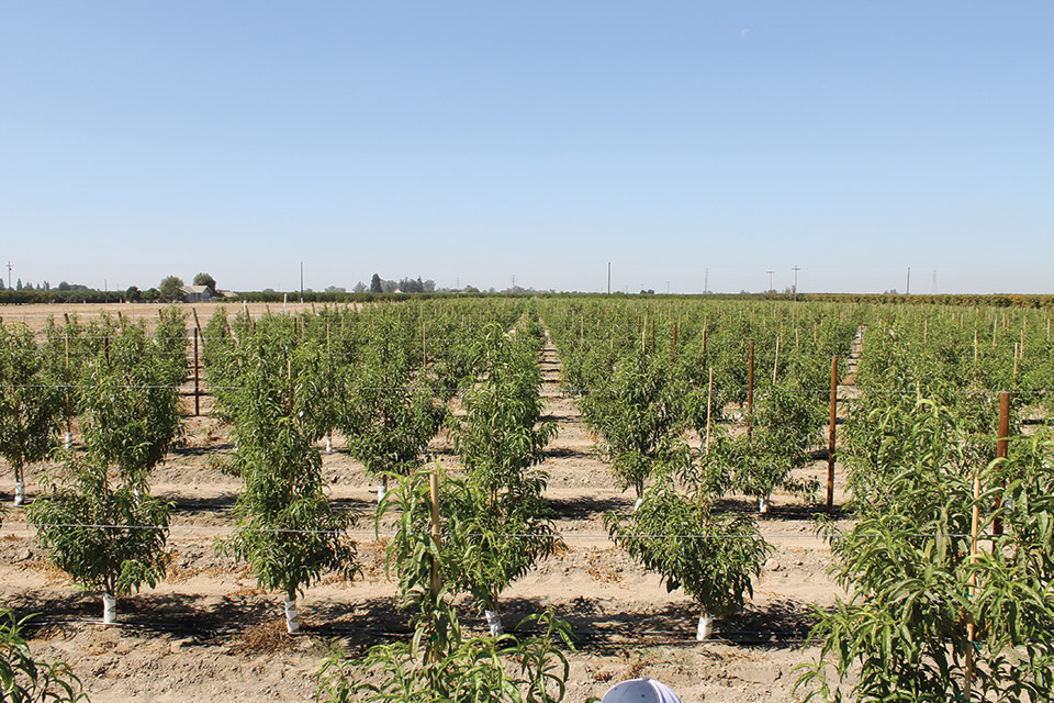 Botanical Fungicide Now Listed in Recently Added FRAC Group
