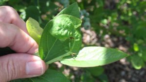 Florida Blueberry Growers Urged to Mind Gall Midge Threat