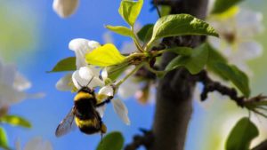 Unique Partnership to Power New Bee Pollination Possibilities