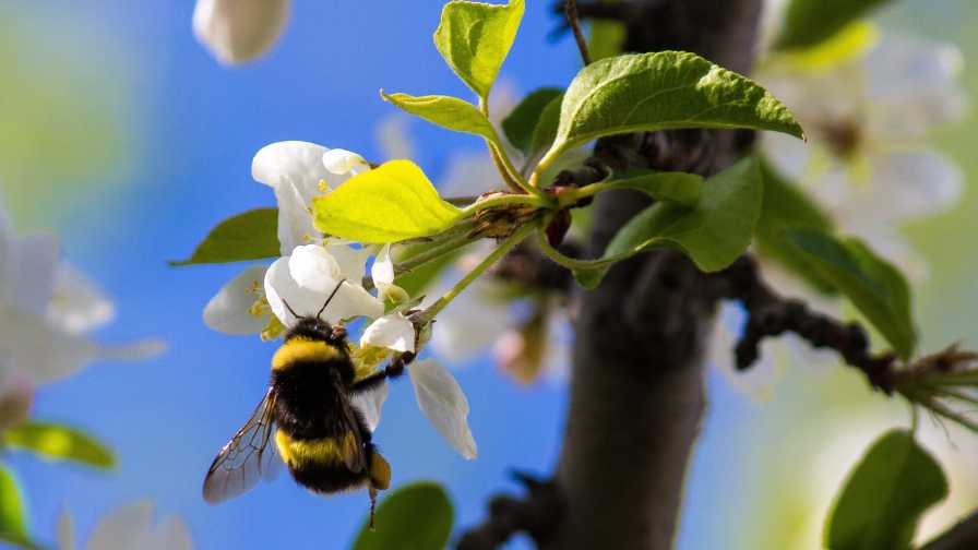 Unique Partnership to Power New Bee Pollination Possibilities