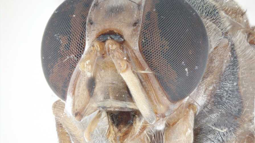 Extreme closeup of Oriental Fruit Fly