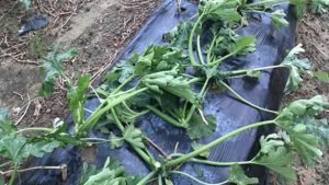 Soaked Squash