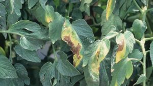 Vigilance Required to Tame Verticillium Wilt of Tomato