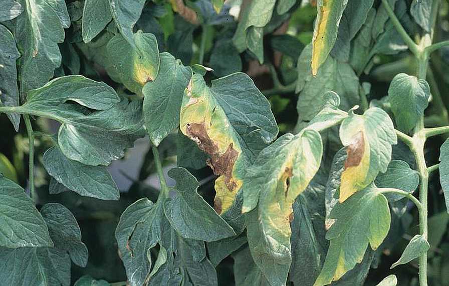 Field Scouting Guide: Verticillium Wilt