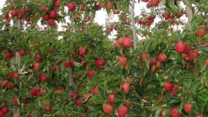 Is Your Apple Orchard Robot Ready?