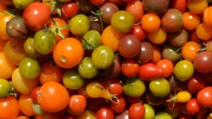 Researchers Find Gene That Gives Vegetables Their Shape
