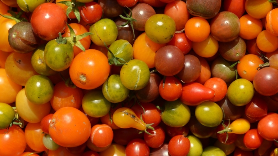 2021 Tomato and Pepper Sales Remain Strong