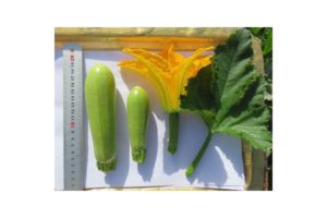 GVS 48025 VR F1 from Golden Valley Seed