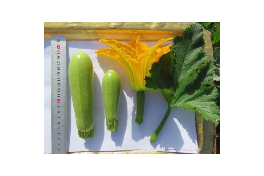 GVS 48025 VR F1 from Golden Valley Seed