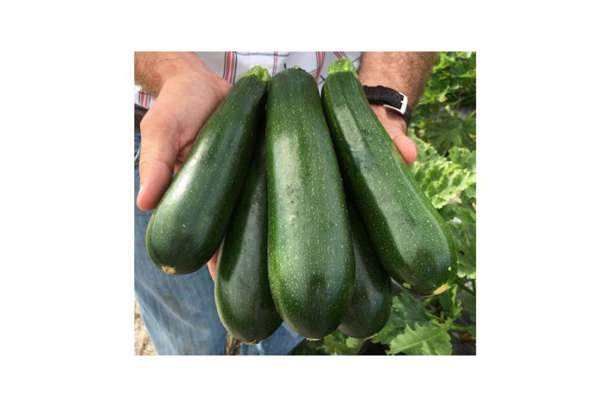 Green Star from Clifton Seed Company