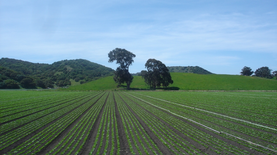 Call to Destroy All Romaine Lifted; California Crop Investigated as E. coli Source