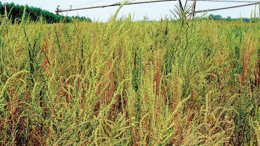 Field Scouting Guide: Palmer Amaranth