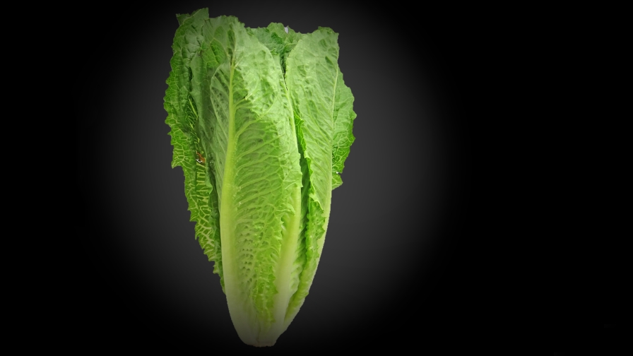 Romaine Lettuce That Can Last Longer Now a Reality