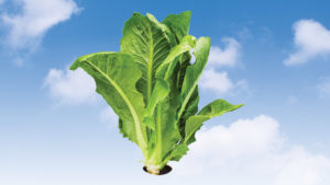 A Mission to End All Foodborne Illness Outbreaks