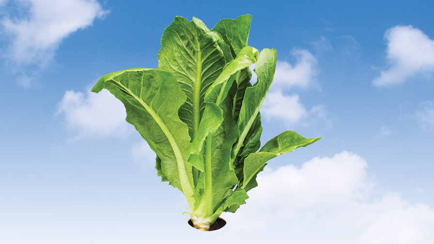 A Mission to End All Foodborne Illness Outbreaks