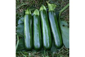Spineless King from Syngenta and Seedway, LLC