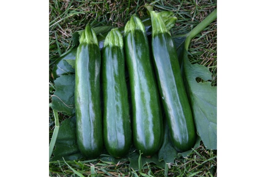 Spineless King from Syngenta and Seedway, LLC