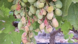 Are Your Vineyards Smart Enough to Beat the Heat?