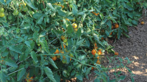 What’s New in Vegetables?