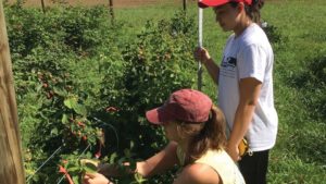 Does Canopy Climate Impact Spotted Wing Drosophila Pressure?