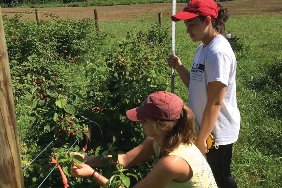 Does Canopy Climate Impact Spotted Wing Drosophila Pressure?