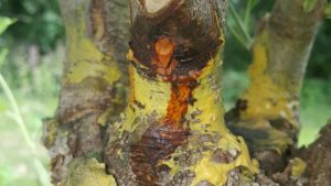 California Growers Get New Bactericide, Fungicide