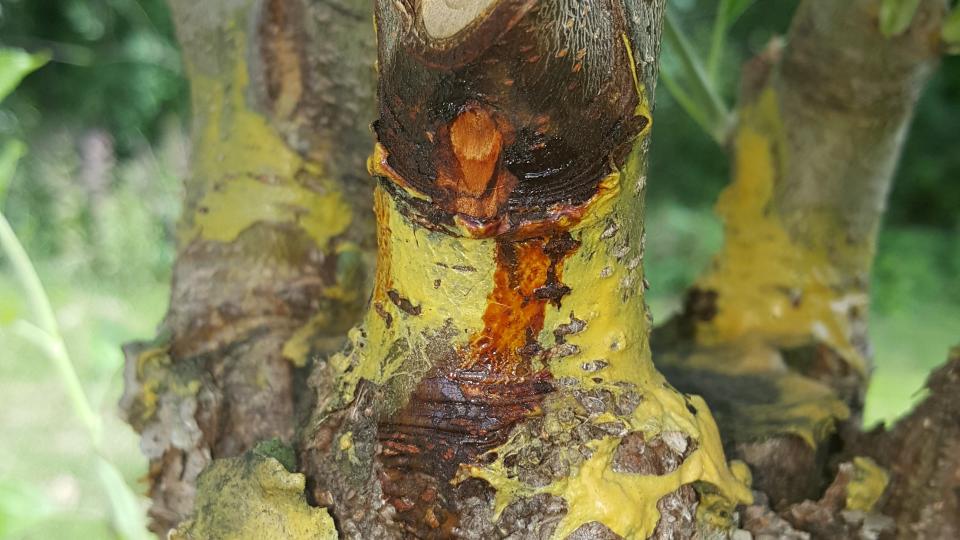 fire blight canker