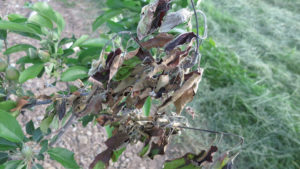 Fruit Researchers Get Backing To Help Snuff Out Fire Blight