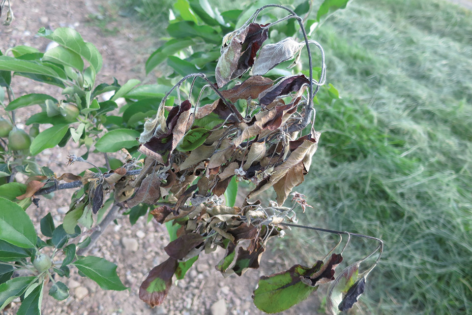 apple shoot with fire blight