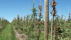 New Light on the Fight Against Fire Blight