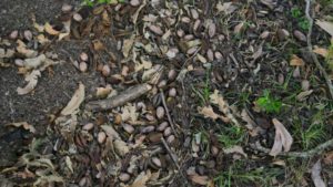 Georgia Pecan Growers Hit Hard by Hurricane Michael