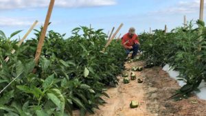 What Wind and Floods Are Really Doing to Pepper Crops