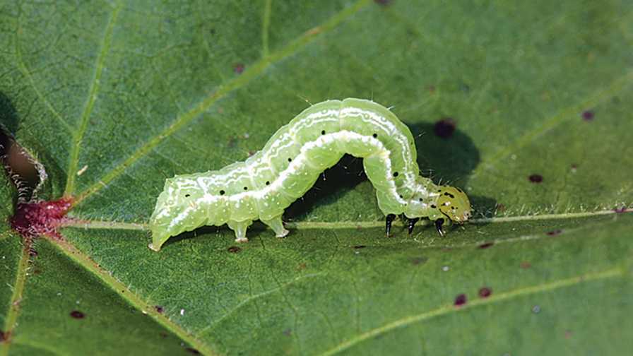 Stop Soybean Loopers From Making the Rounds in Your Veggie Crops