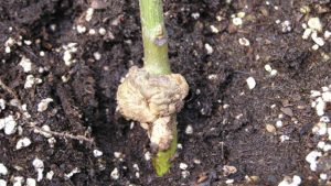 New Walnut Rootstocks May Offer Disease Resistance