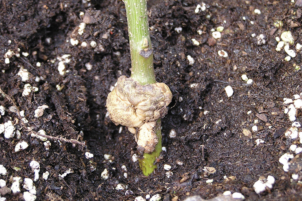 New Walnut Rootstocks May Offer Disease Resistance