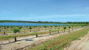 Is it Profitable to Plant New Citrus Groves in the Era of Greening?