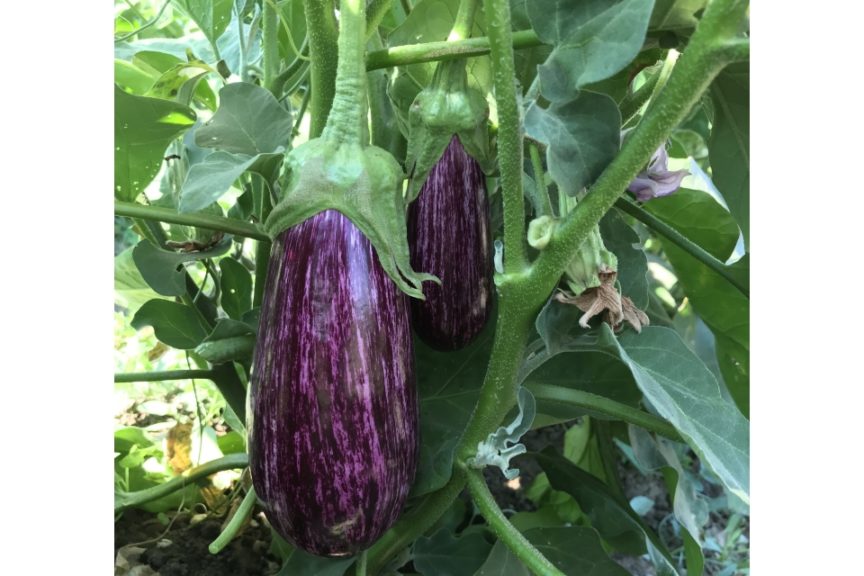 Annina F1 Organic from Vitalis Organic Seeds and Harris Seeds Organic