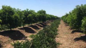 How Florida Citrus is Growing Through Paradigm Shift