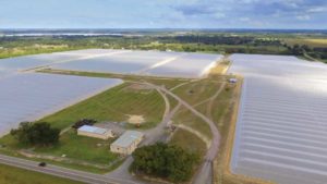 Growing Under Cover a Big Deal for Florida Citrus